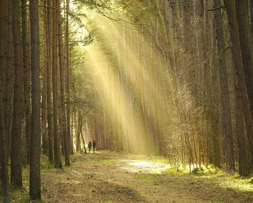 Outdoor light activity, walking in a park to rest eyes from screens